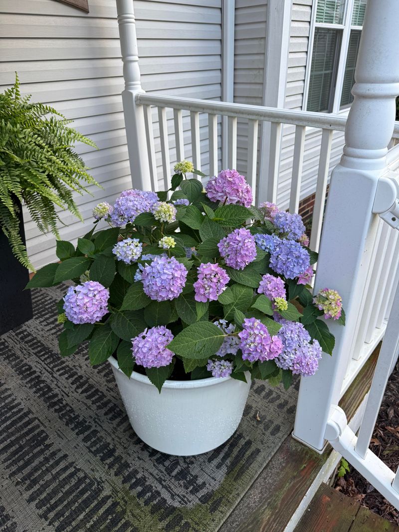 Bigleaf Hydrangeas Can Outgrow Small Pots Quickly