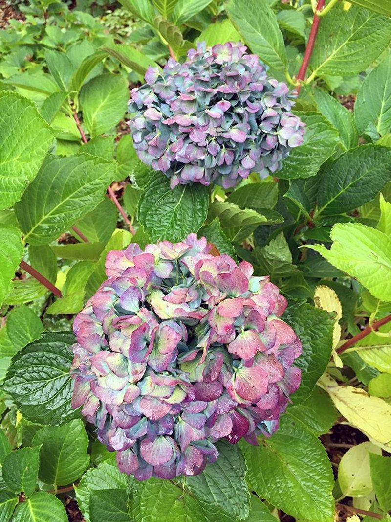 Bigleaf Hydrangeas Need Extra Care In Fall Bigleaf Hydrangeas Need Extra Care In Fall