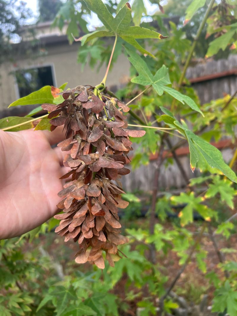 Bigleaf Maple Seeds Benefit From Cold Bigleaf Maple Seeds Benefit From Cold
