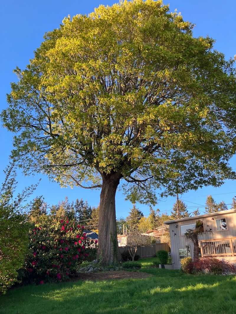 Bigleaf Maple Bigleaf Maple