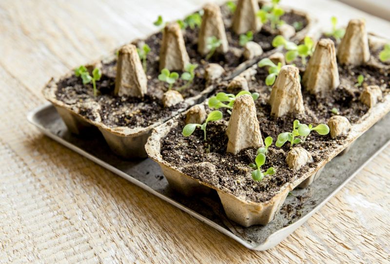 Biodegradable Seed Starting Pots Biodegradable Seed Starting Pots