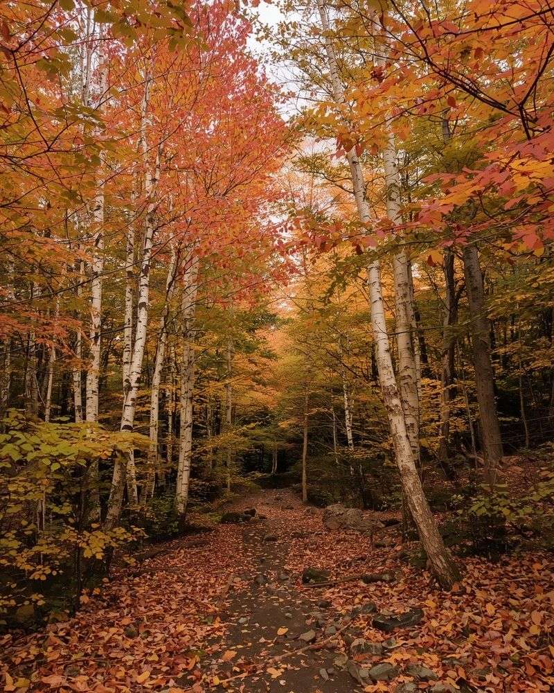 Birch Trees Bring Yellow Tones Later In The Season