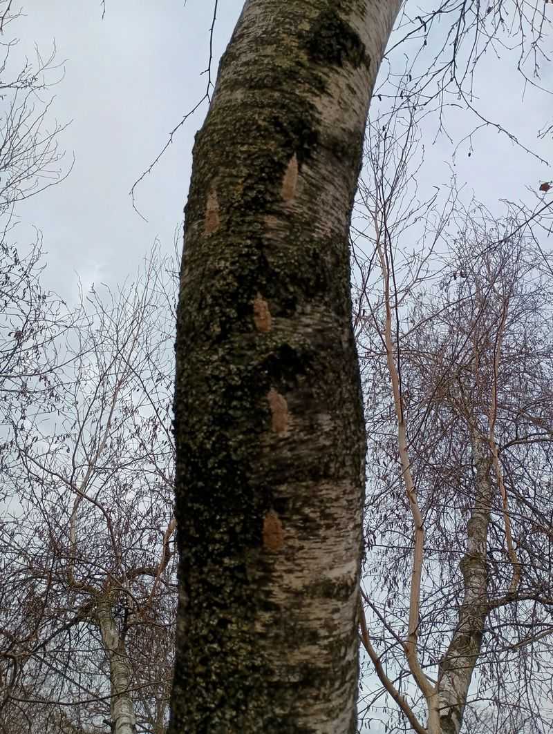 Birch Trees Can Also Attract Spotted Lanternfly Nymphs Birch Trees Can Also Attract Spotted Lanternfly Nymphs
