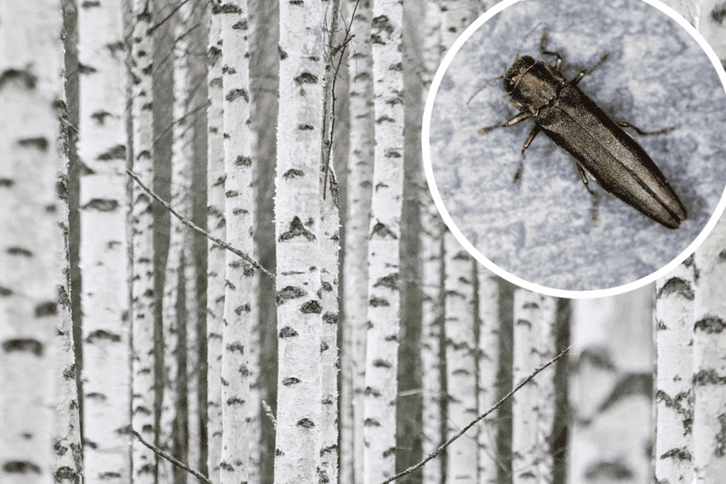 Birches Prefer Pruning Outside Their Active Season Birches Prefer Pruning Outside Their Active Season