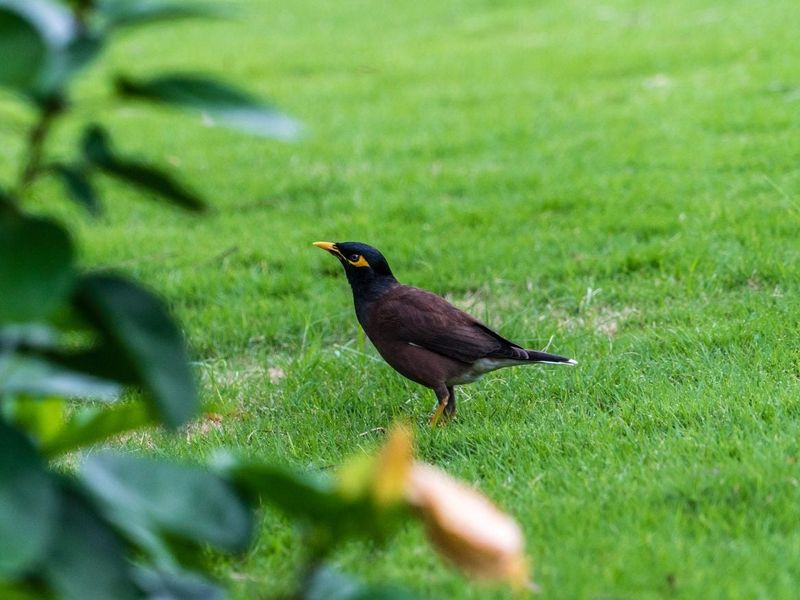 Bird Activity Can Reveal Hidden Grubs Beneath Your Lawn