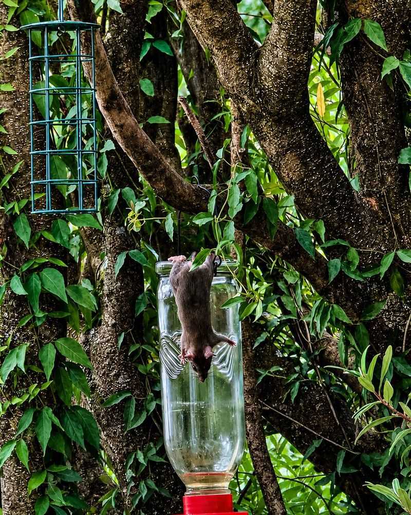 Bird Feeders And Spilled Seed Bird Feeders And Spilled Seed