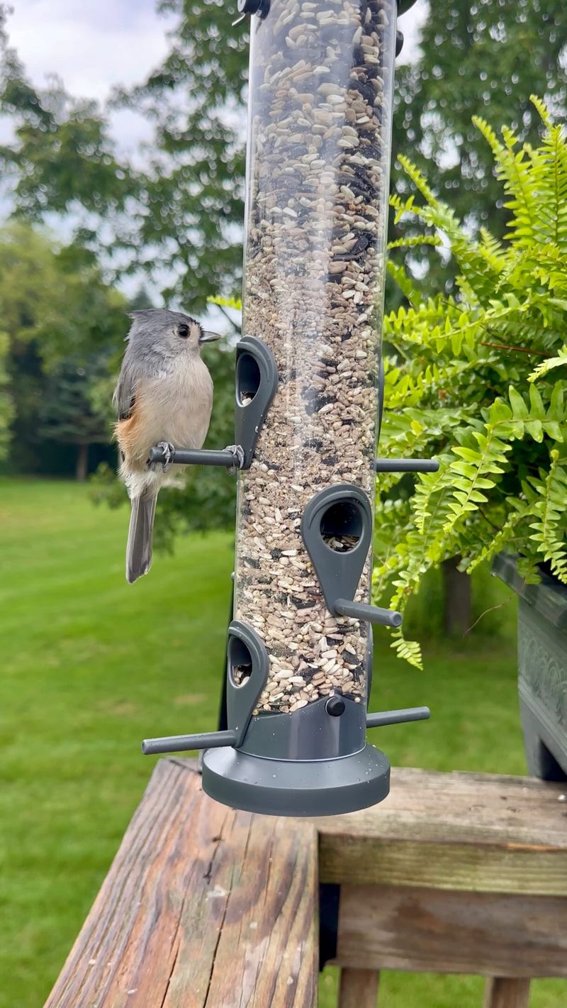 Bird Feeders And Spilled Seed