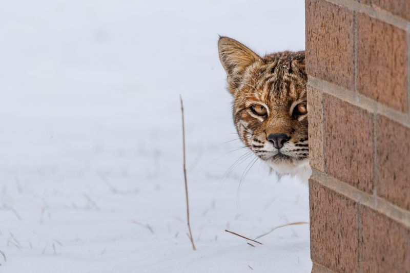 Bird Feeders Are Drawing Its Prey In Close Bird Feeders Are Drawing Its Prey In Close