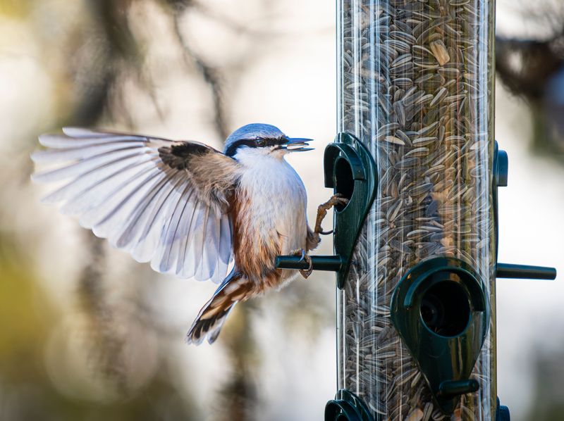 Bird Feeders Become Autumn Candy Dispensers