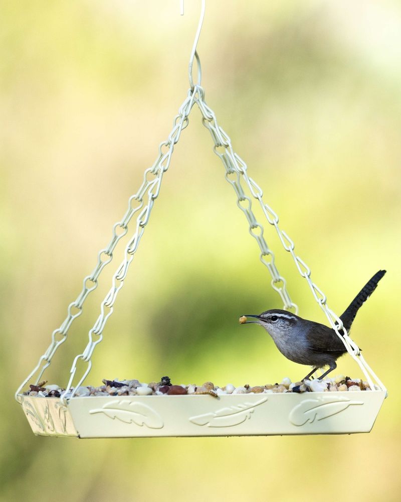 Bird Feeders Can Increase Chipmunk Activity Bird Feeders Can Increase Chipmunk Activity