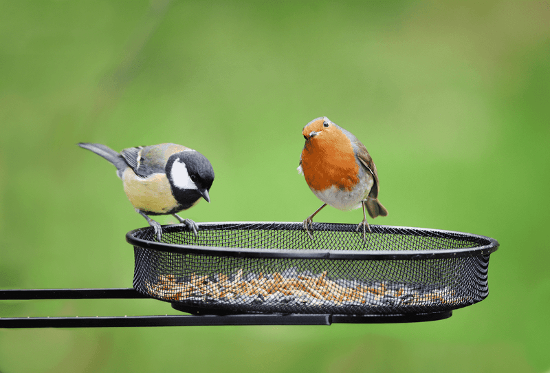 Bird Feeders Dropping Seeds