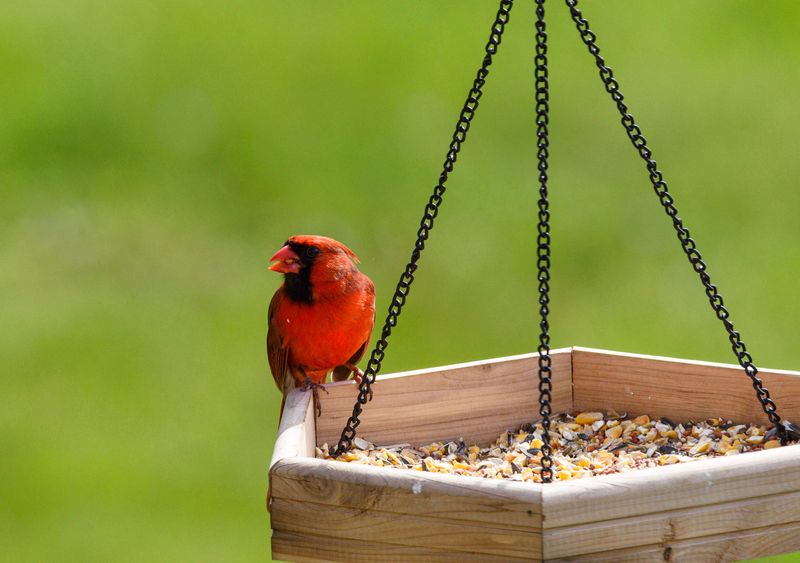 Bird Feeders, Grills, And Other Backyard Temptations Bird Feeders, Grills, And Other Backyard Temptations