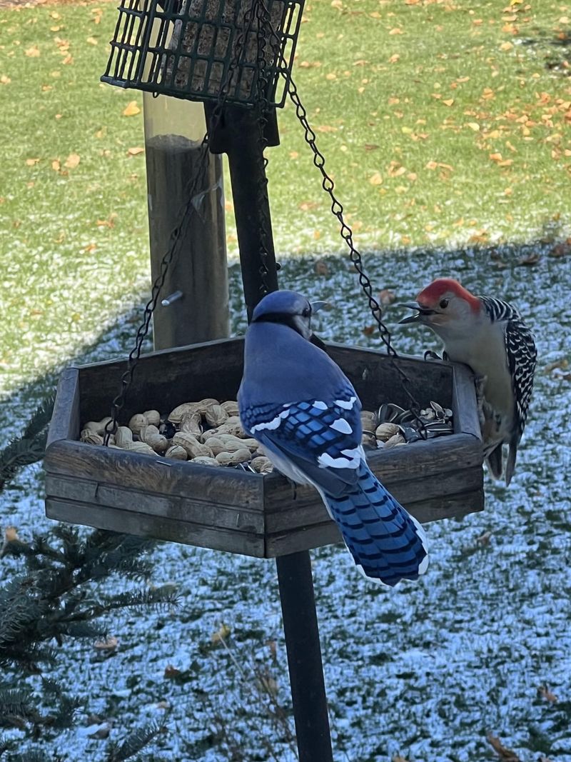 Bird Feeders Offer An Easy Source Of Extra Food