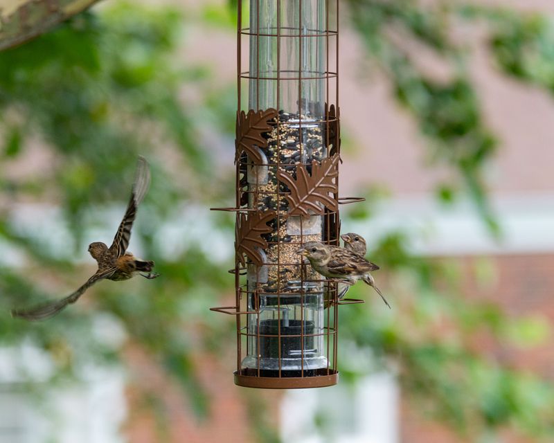 Bird Feeders Spilling Seed On The Ground Bird Feeders Spilling Seed On The Ground