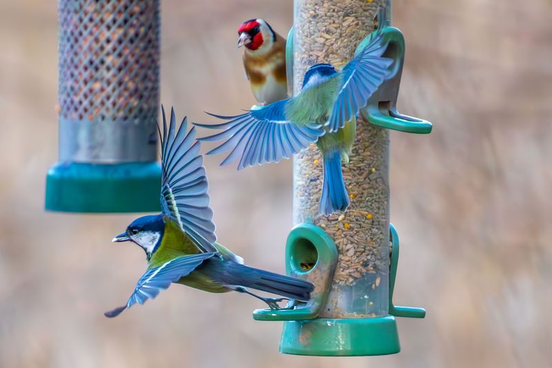 Bird Feeders Spilling Seed On The Ground Bird Feeders Spilling Seed On The Ground
