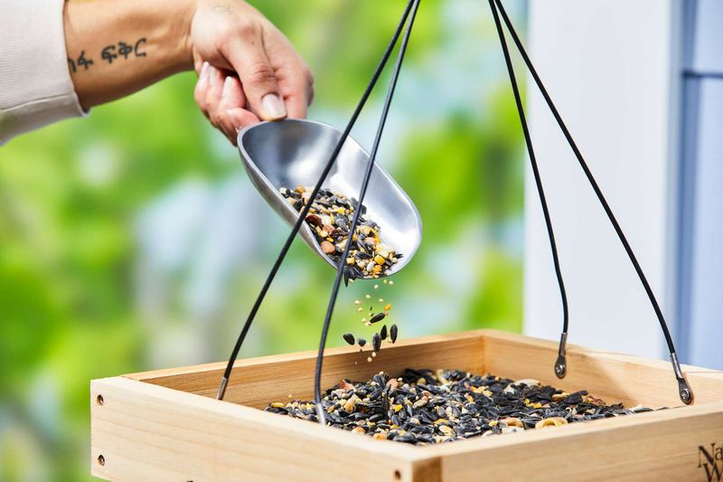 Bird Feeders Spilling Seed Bird Feeders Spilling Seed