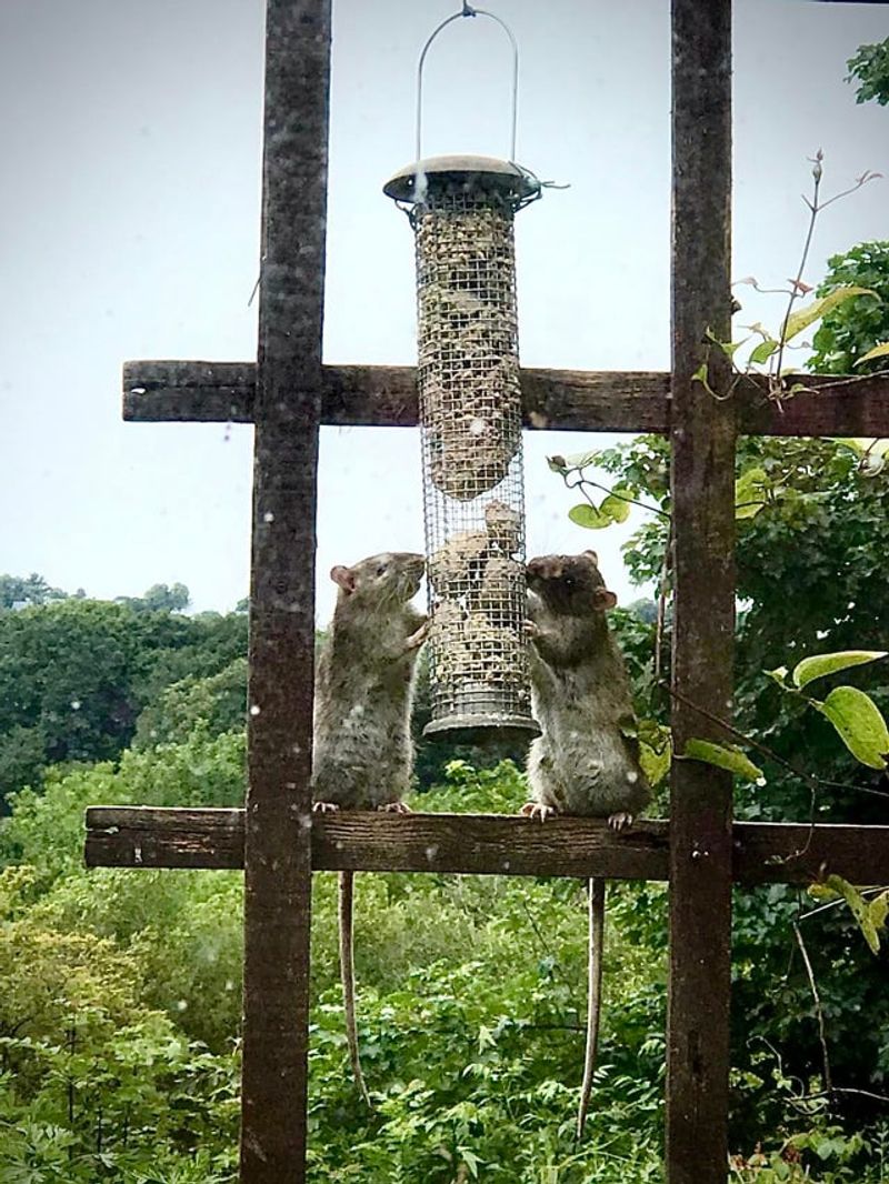 Bird Feeders That Empty Faster Than Usual