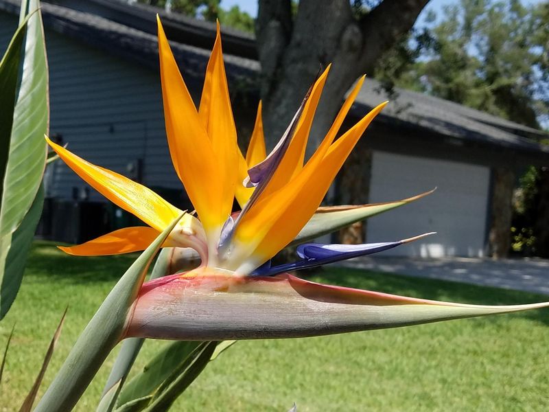 Bird Of Paradise Bird Of Paradise