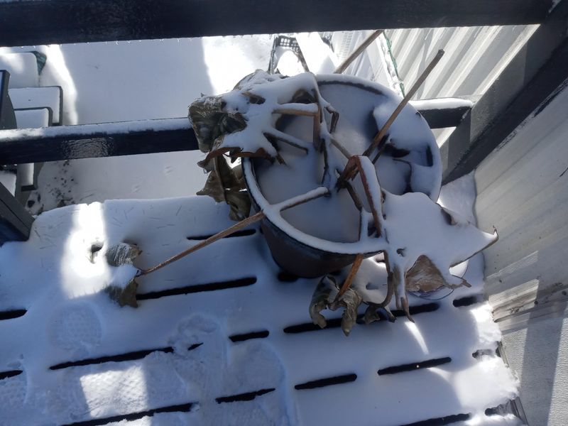 Bird Of Paradise Cannot Handle An Ohio Winter