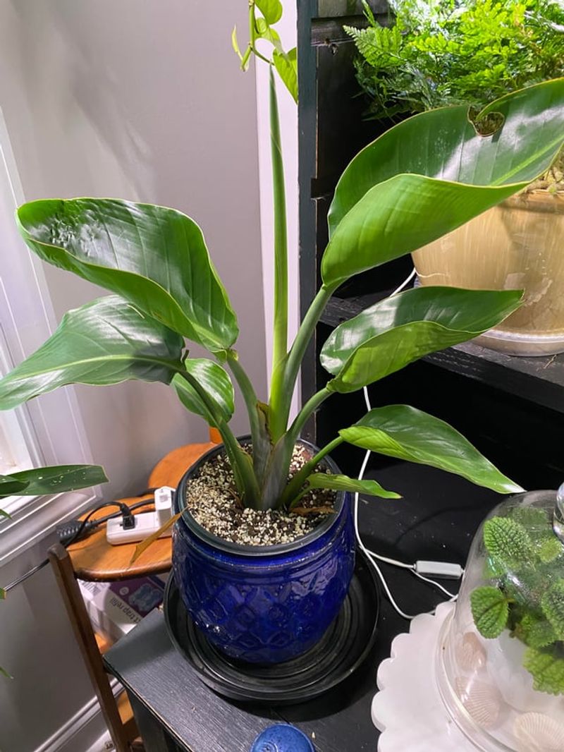 Bird Of Paradise