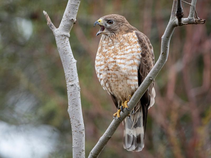Birdbaths Can Keep Supporting The Other Birds In Your Yard