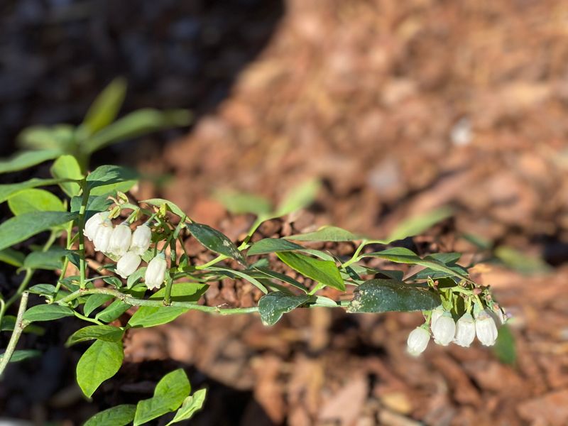 Birds And Pollinators Share The Benefits Birds And Pollinators Share The Benefits