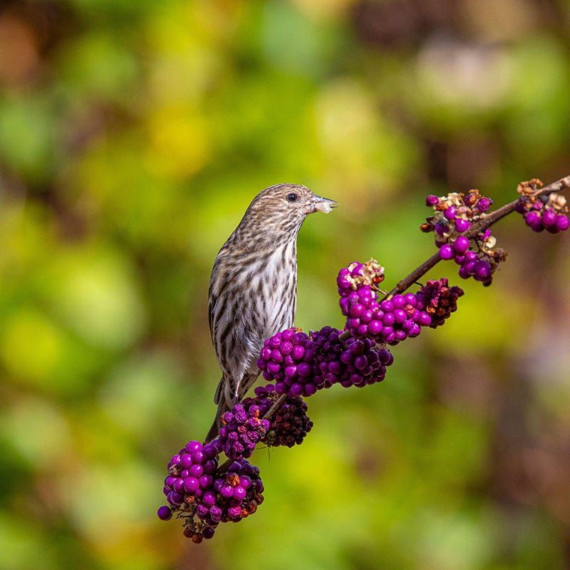 Birds Are Throwing A Party Out There