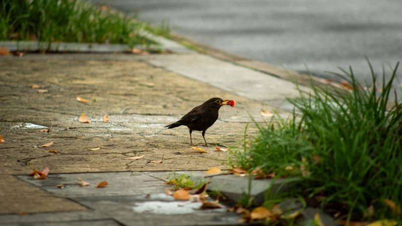 Birds Become Accidental Delivery Drivers