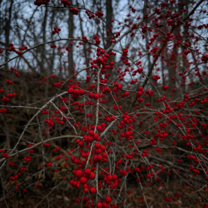 Birds Begin Taking Notice As The Fruit Ripens