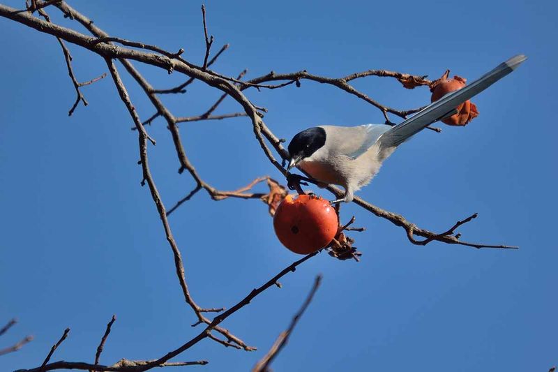 Birds Compete For Fruit Left Too Long Birds Compete For Fruit Left Too Long