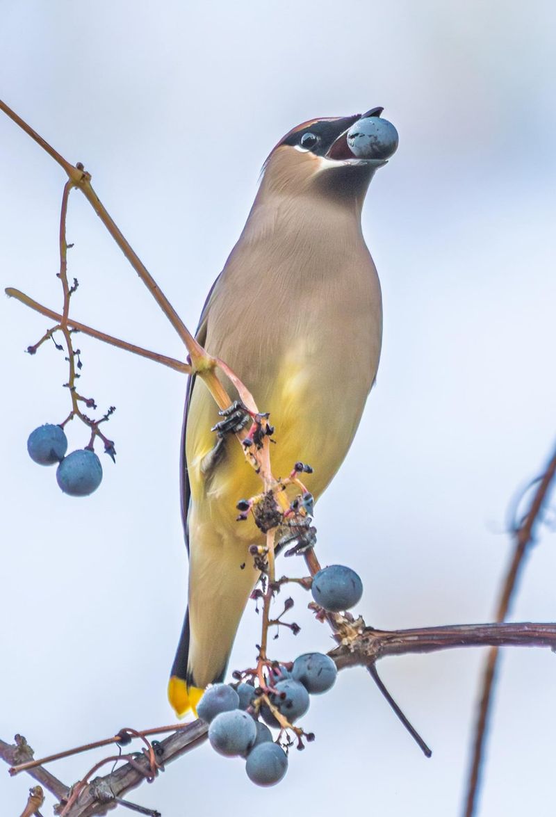 Birds Compete With You For The Crop