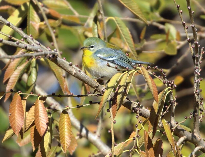 Birds May Be Moving Into Fall Flocks Birds May Be Moving Into Fall Flocks