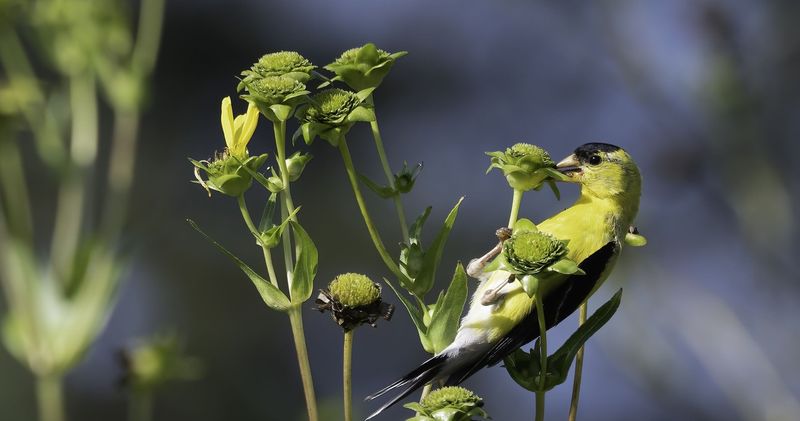 Birds May Be Responding To A Changing Food Landscape Birds May Be Responding To A Changing Food Landscape