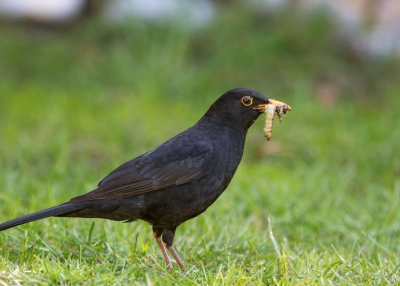 Birds May Peck Through Turf For Insects