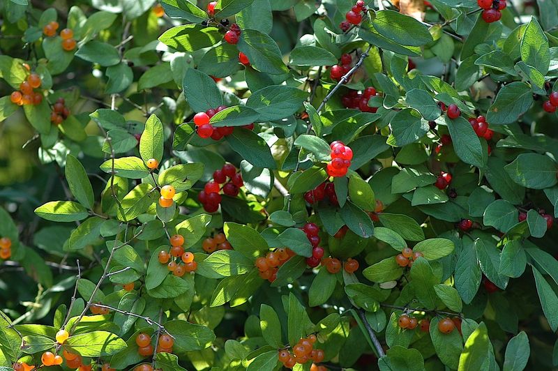 Birds Move Seeds Far Beyond The Original Shrub