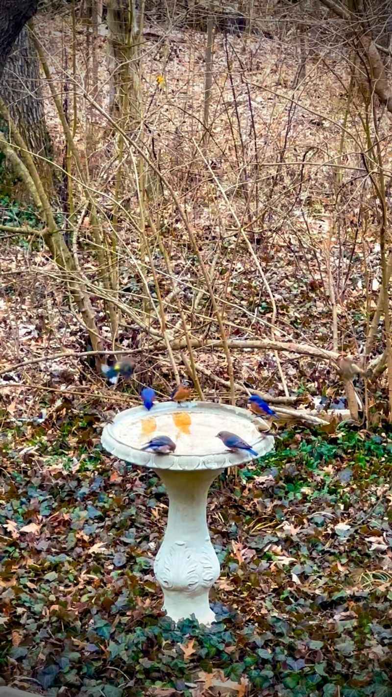 Birds Need Water All Winter Birds Need Water All Winter