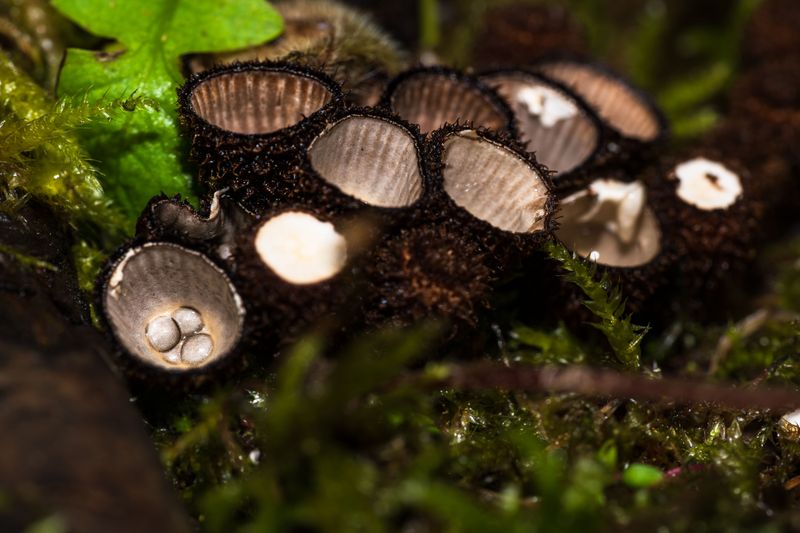 Bird's Nest Fungus Signals Rich, Moist Wood Chips