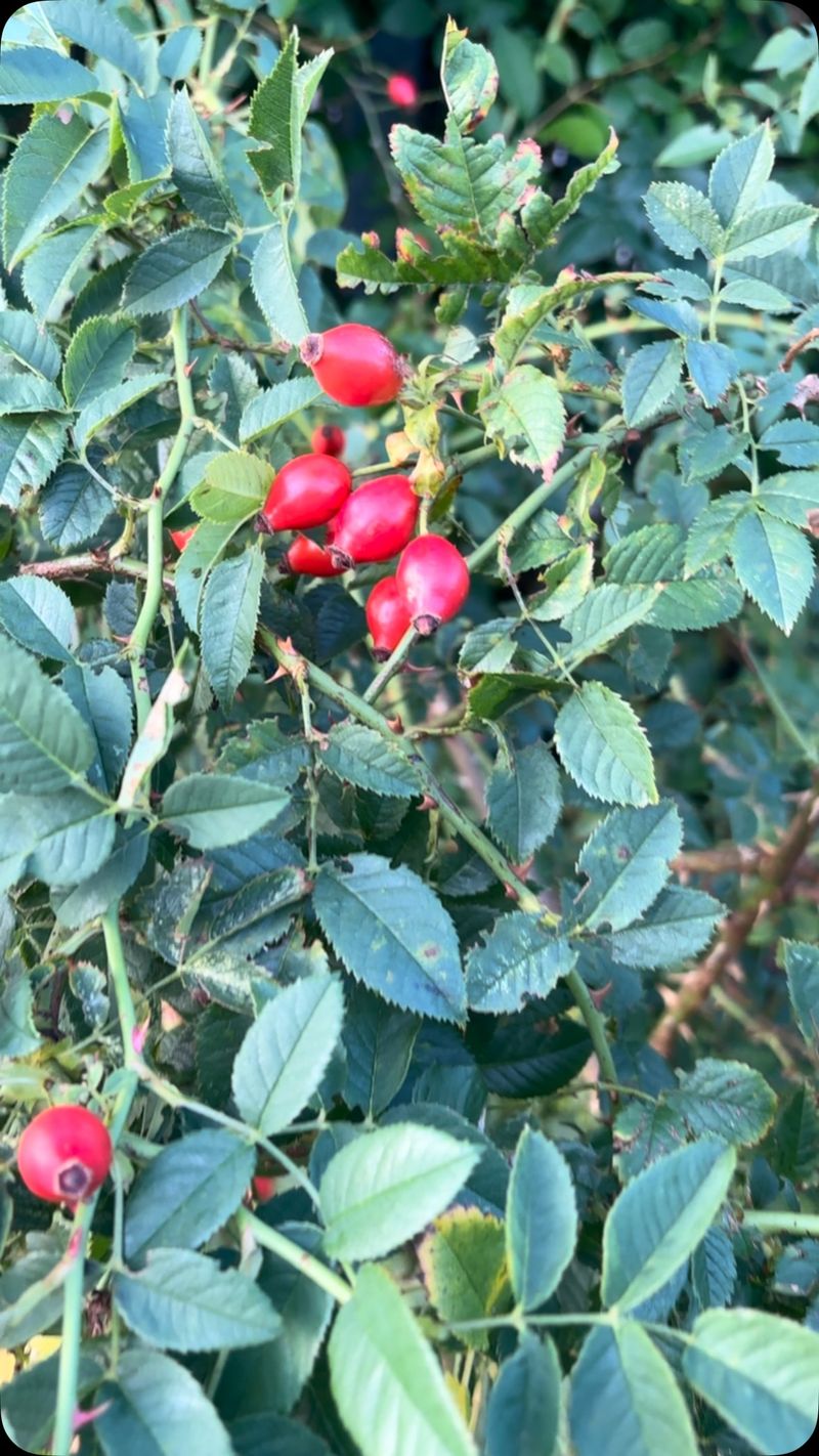 Birds Rely On Rose Hips For Fall Food