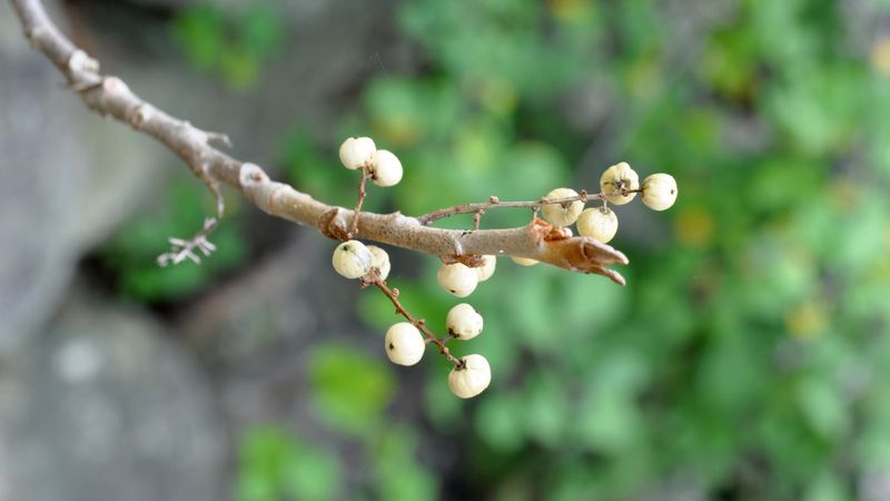 Birds Spread Poison Ivy Seeds Through Woodland Edges