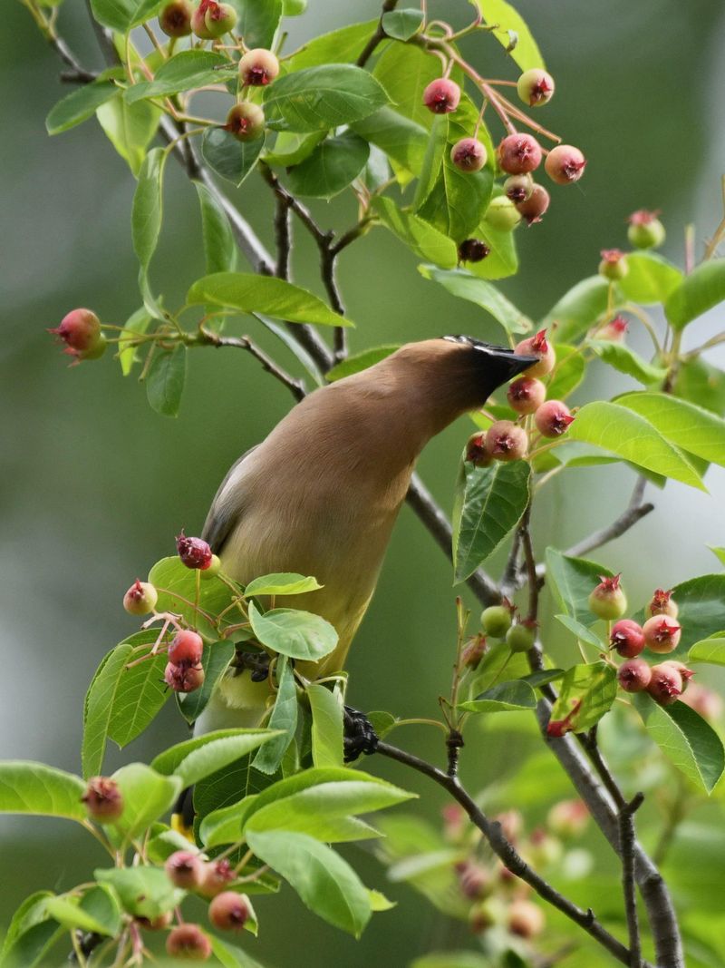 Birds Strip The Fruit Within Days