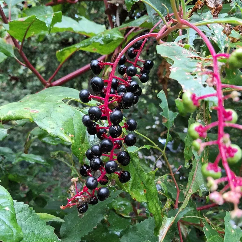 Birds That Feed On The Fruit Safely