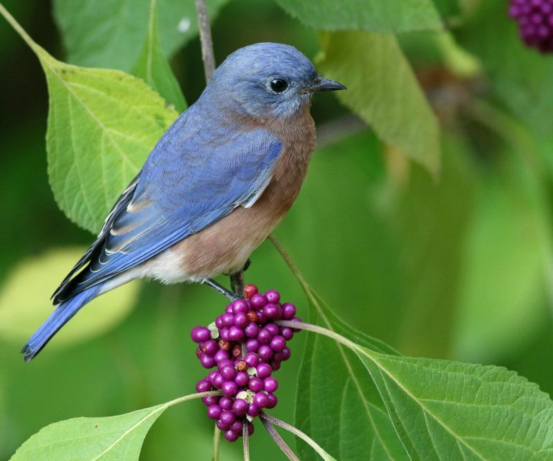 Birds Use Beautyberry Fruit Birds Use Beautyberry Fruit