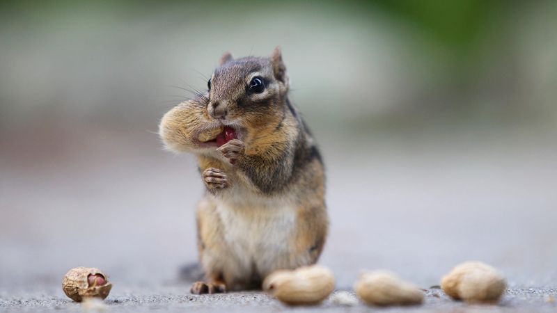 Birdseed Can Bring Them Closer To Homes