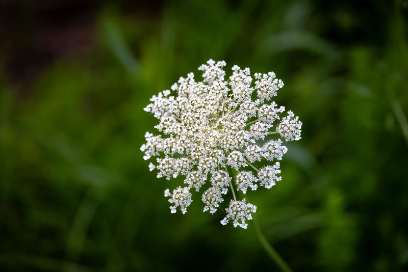 Bishop's Flower For Airy White Lace
