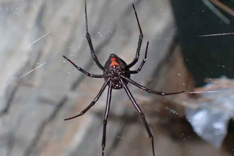 Bites Are Rare, But Still Serious Bites Are Rare, But Still Serious