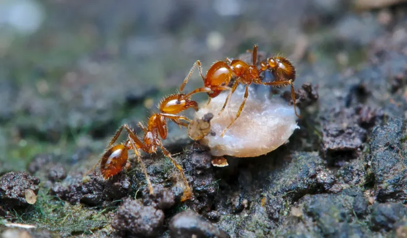 Bites Sting More When Colonies Feel Threatened