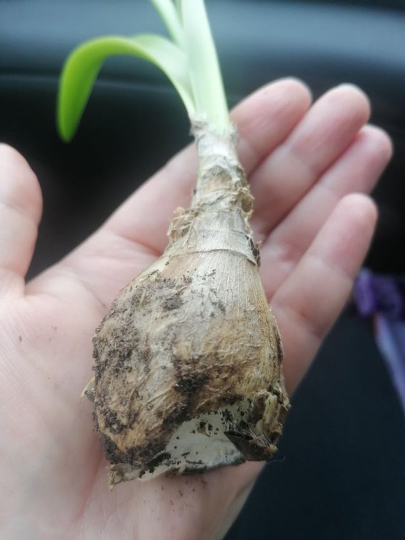 Bitten Bulbs And Missing Seedlings Bitten Bulbs And Missing Seedlings