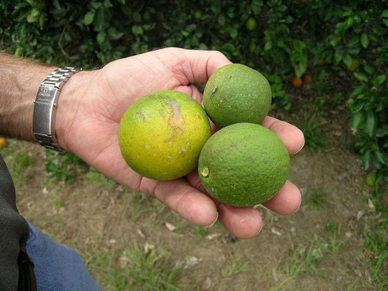 Bitter Lopsided Fruit Is Another Clue Bitter Lopsided Fruit Is Another Clue