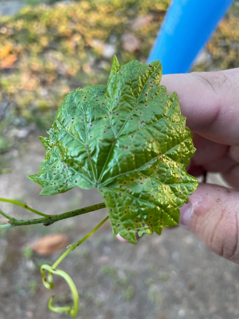 Bitter Rot Can Make Fruit Drop Bitter Rot Can Make Fruit Drop