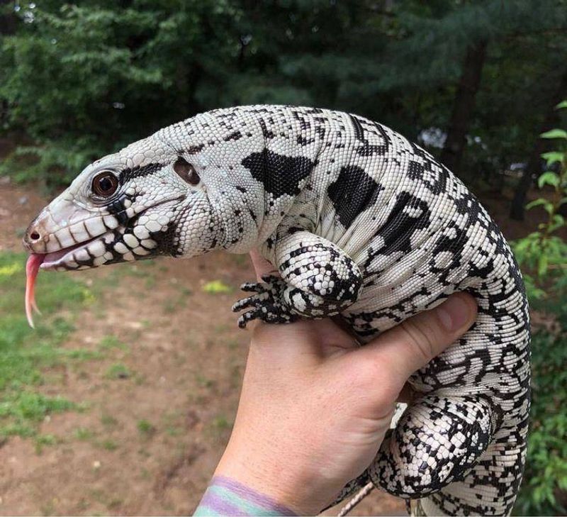 Black And White Markings Make Them Easier To Recognize